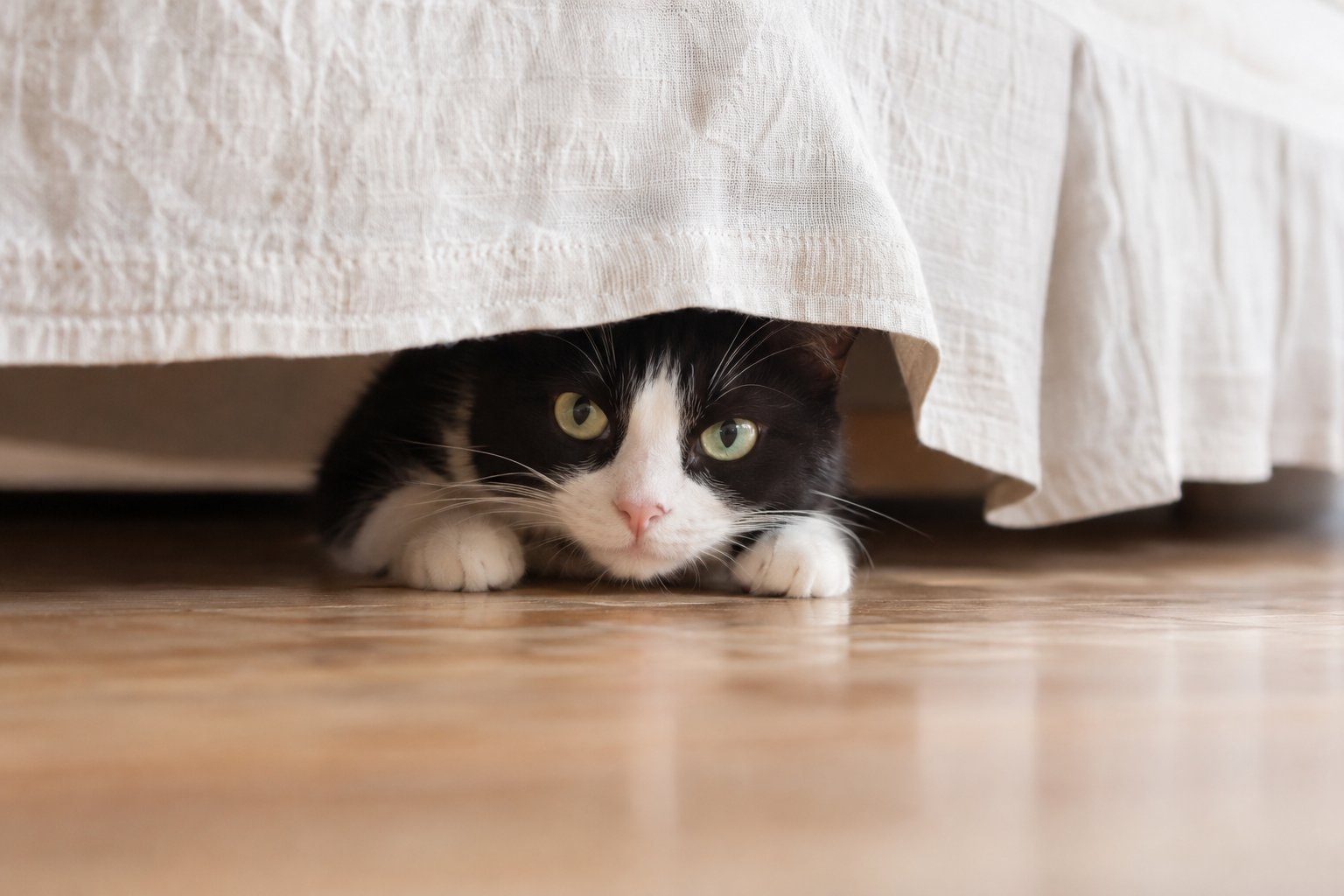 A tuxedo cat peering out beneath a pale bed skirt.